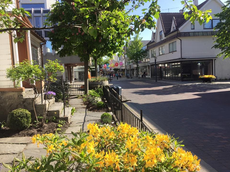 Gule blomster langs Langgata i Sandnes.