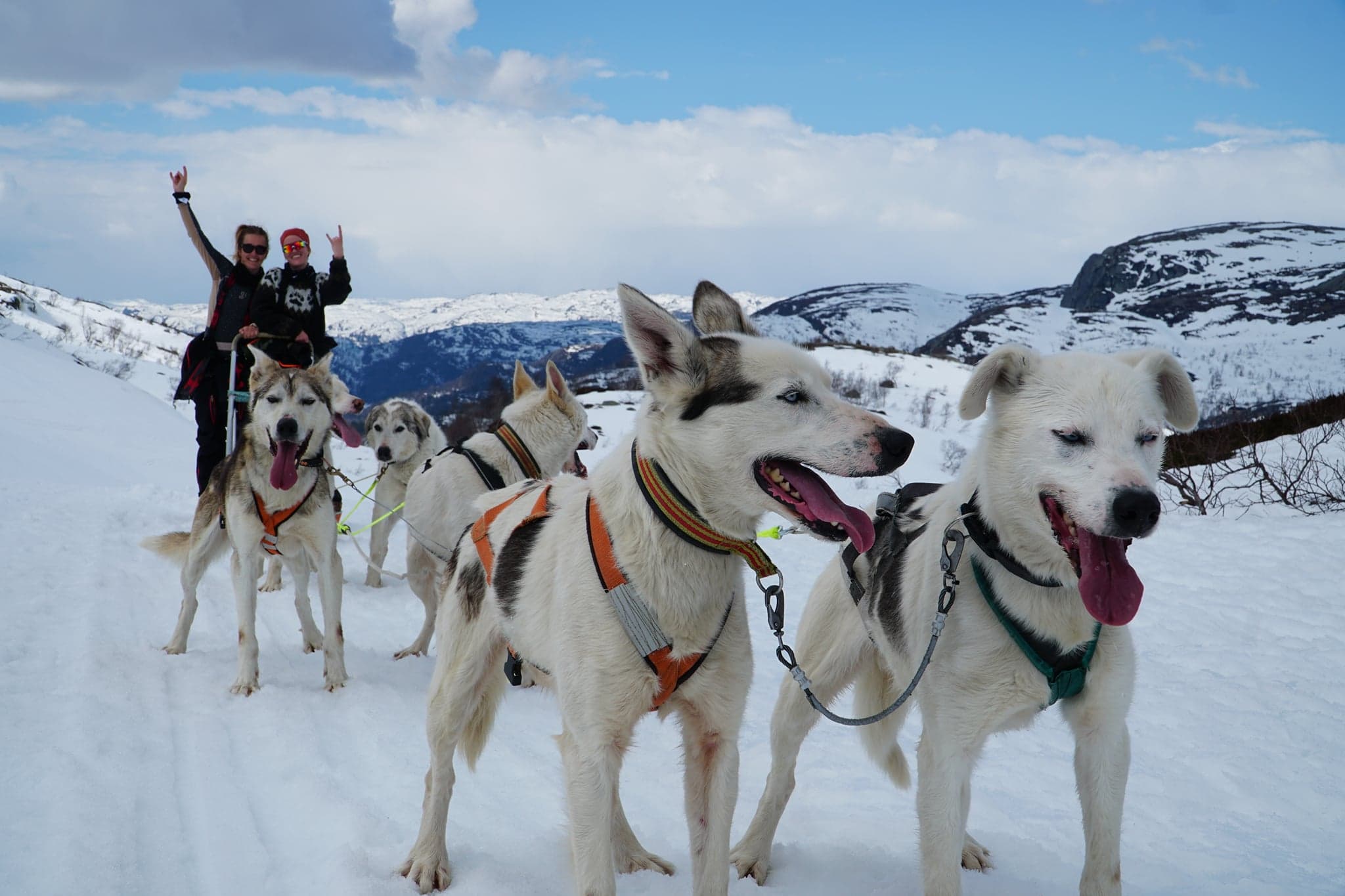 Huskyhunder kjører hundespann i Sirdal i snøen.