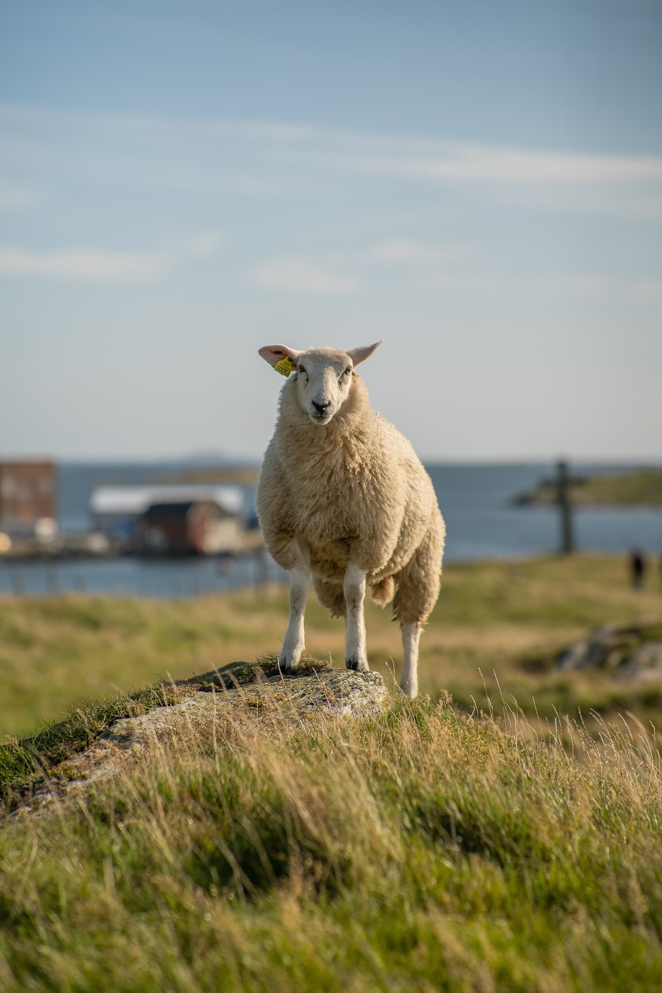 Steinkors og sau på Kvitsøy