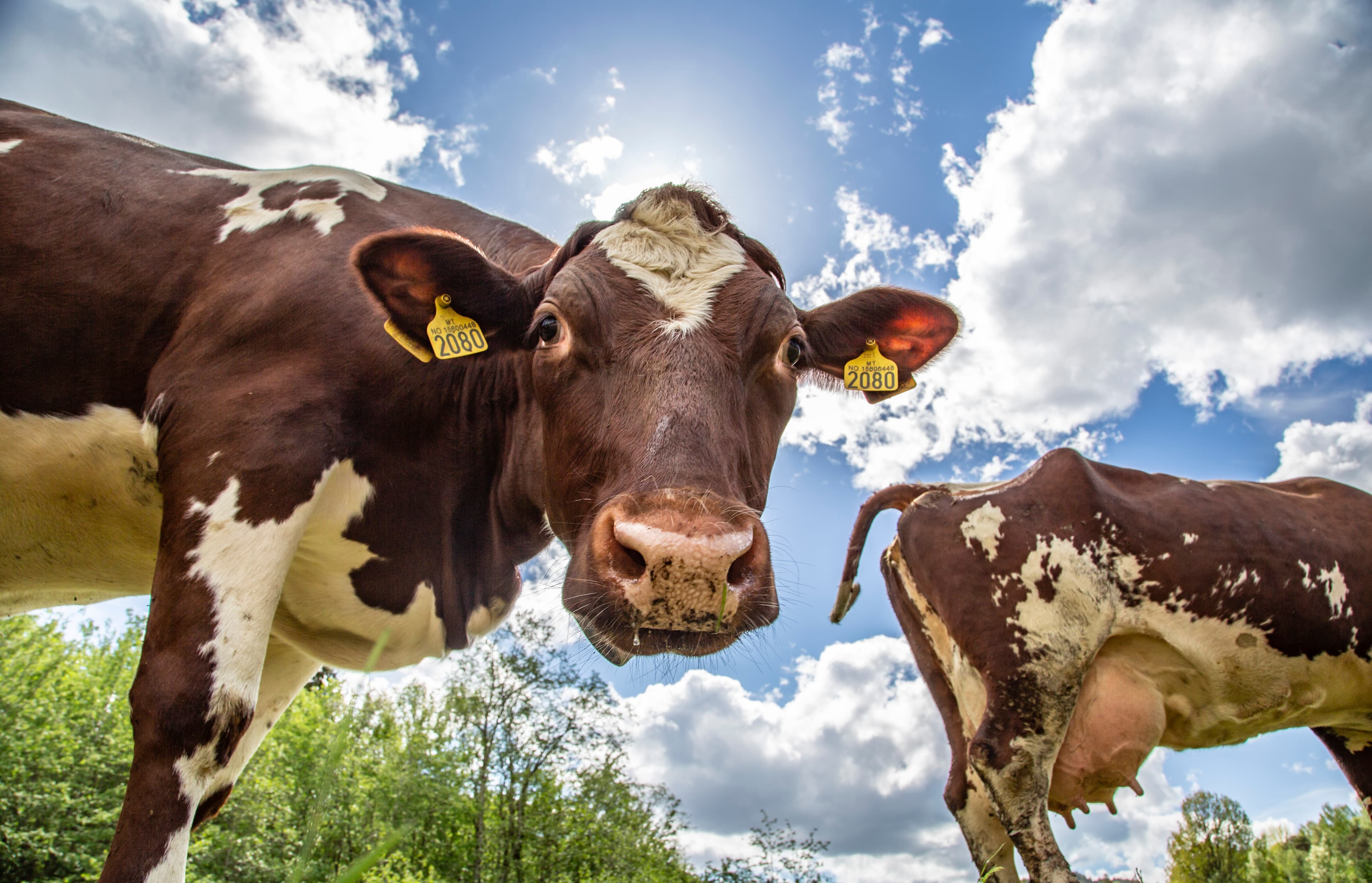 Ku som ser i kamera hos Tingvollost