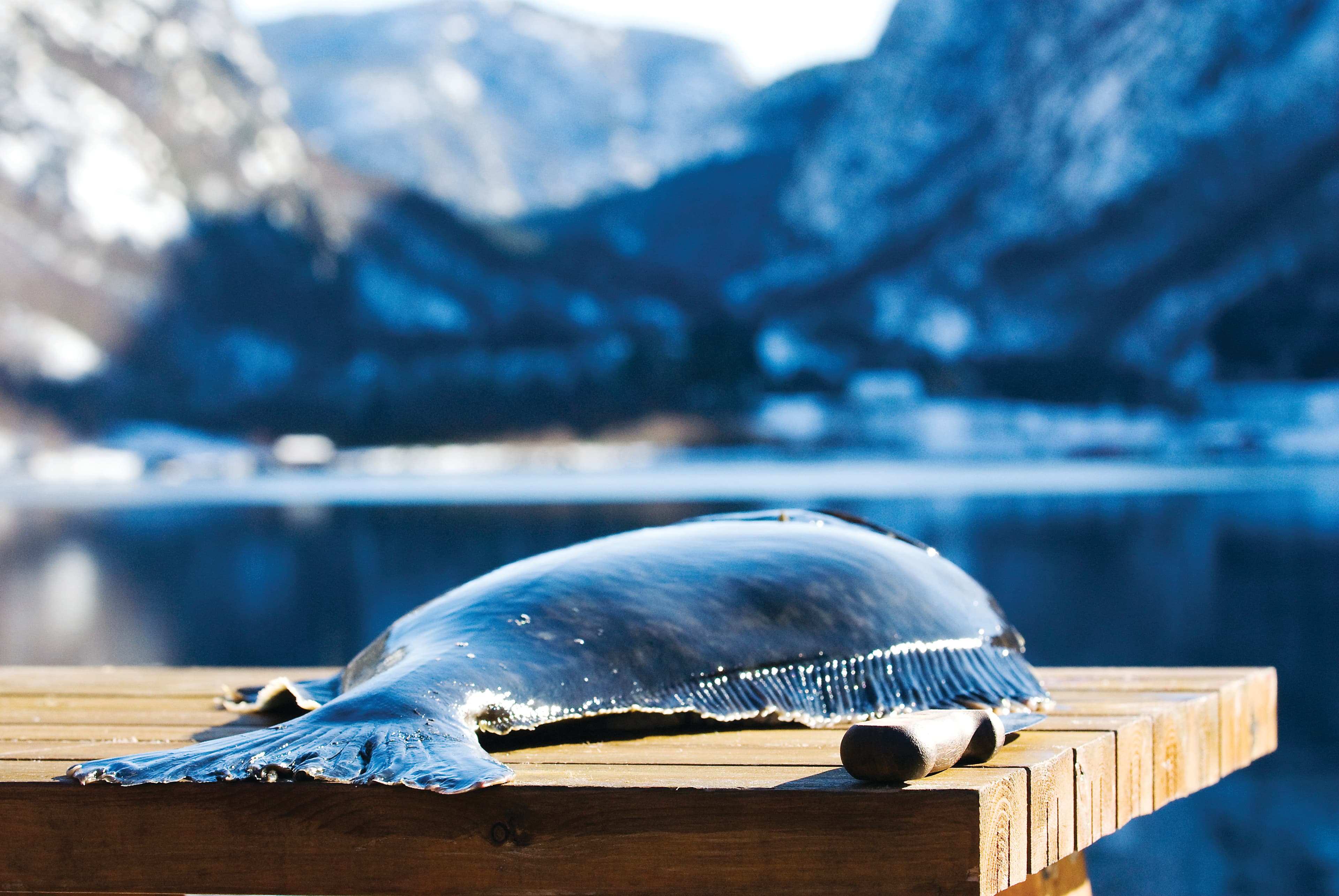 Sterling White Halibut on a wooden table with a fjord in the background