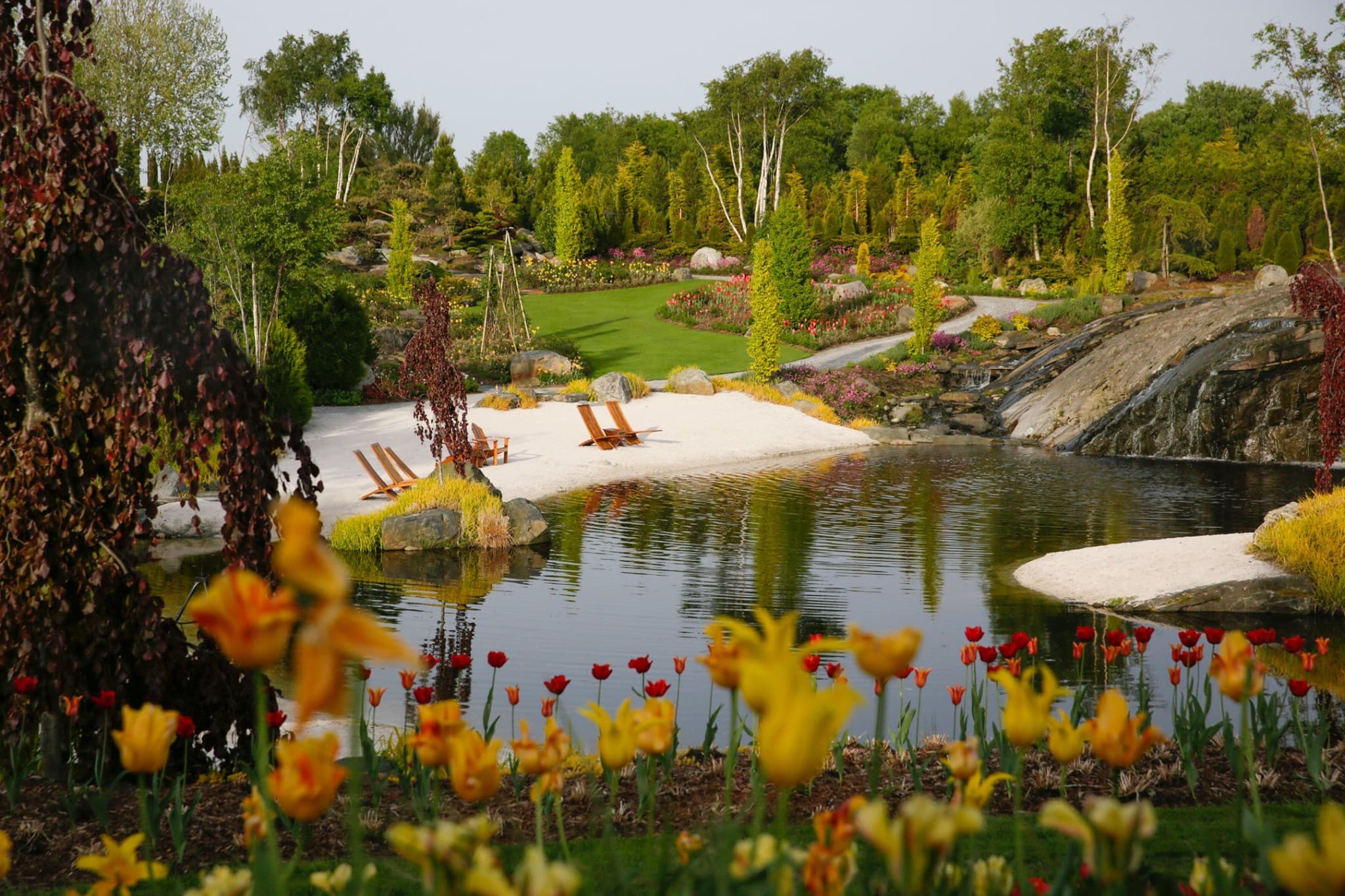 Gule og røde tulipaner i forkant, sandstrand med solstoler i bakgrunnen.