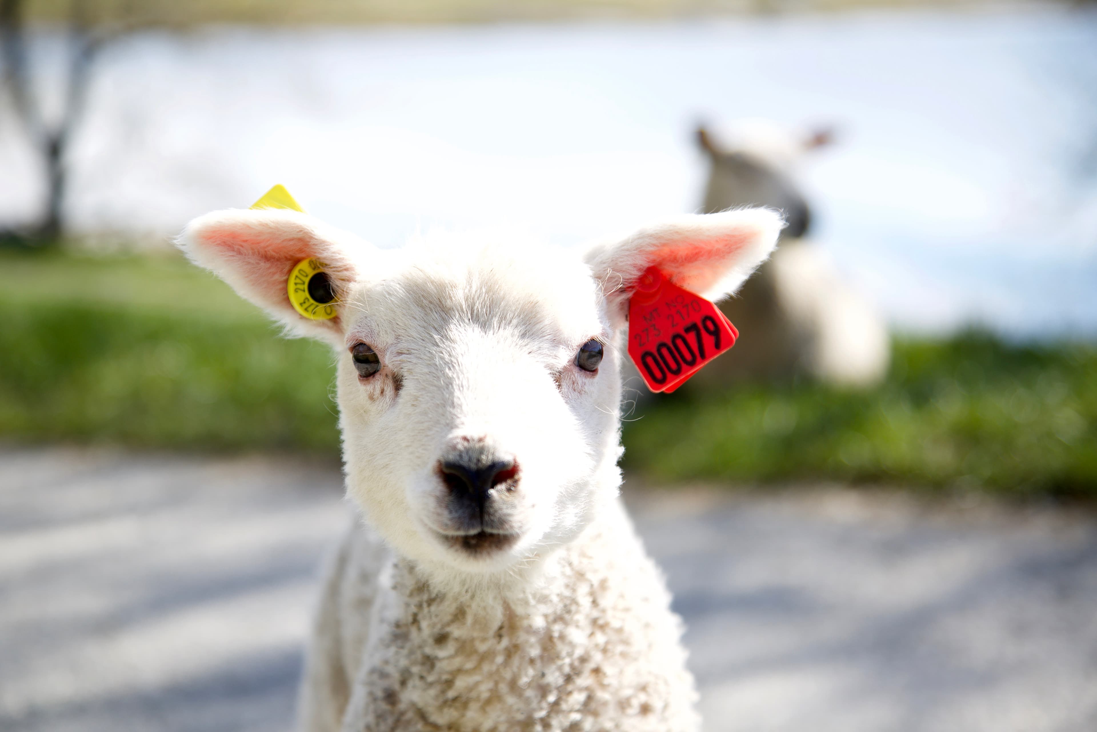 Lam på Klostergarden