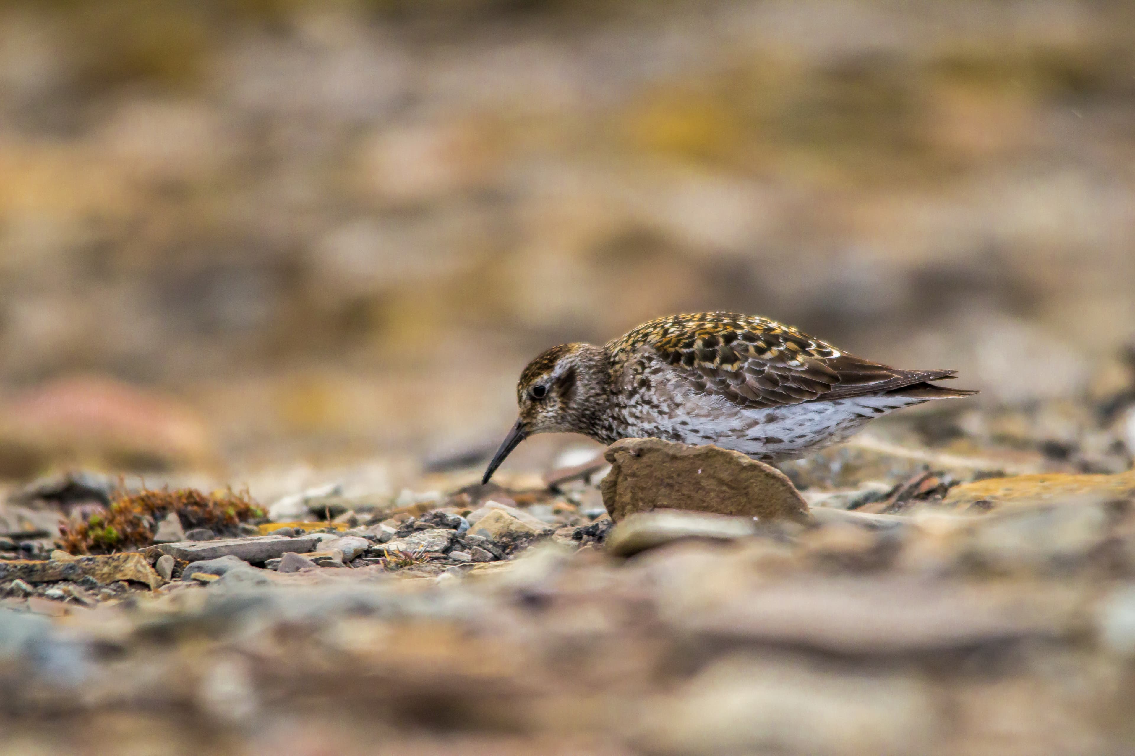 A dunlin