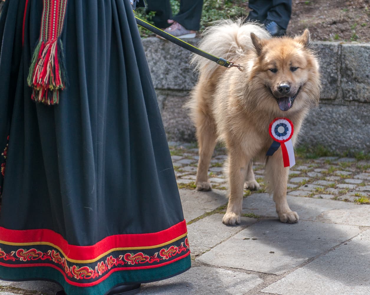 Dog with Norwegian flag bow decorations. A glimpse of woman in a bunad costume