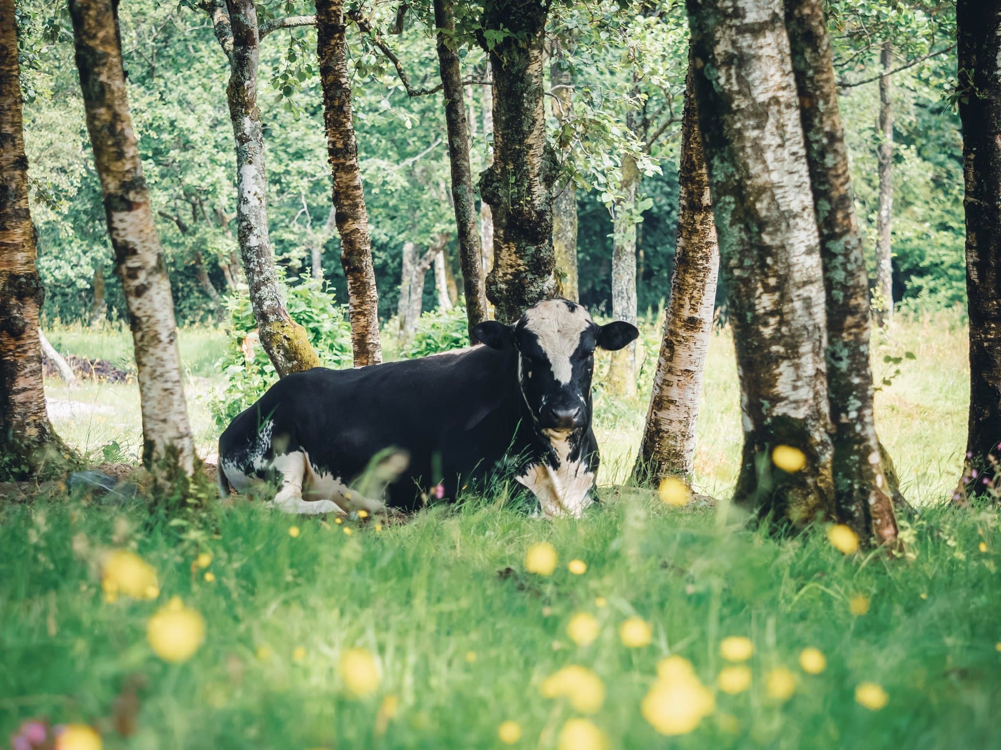 Storfe i blomstereng