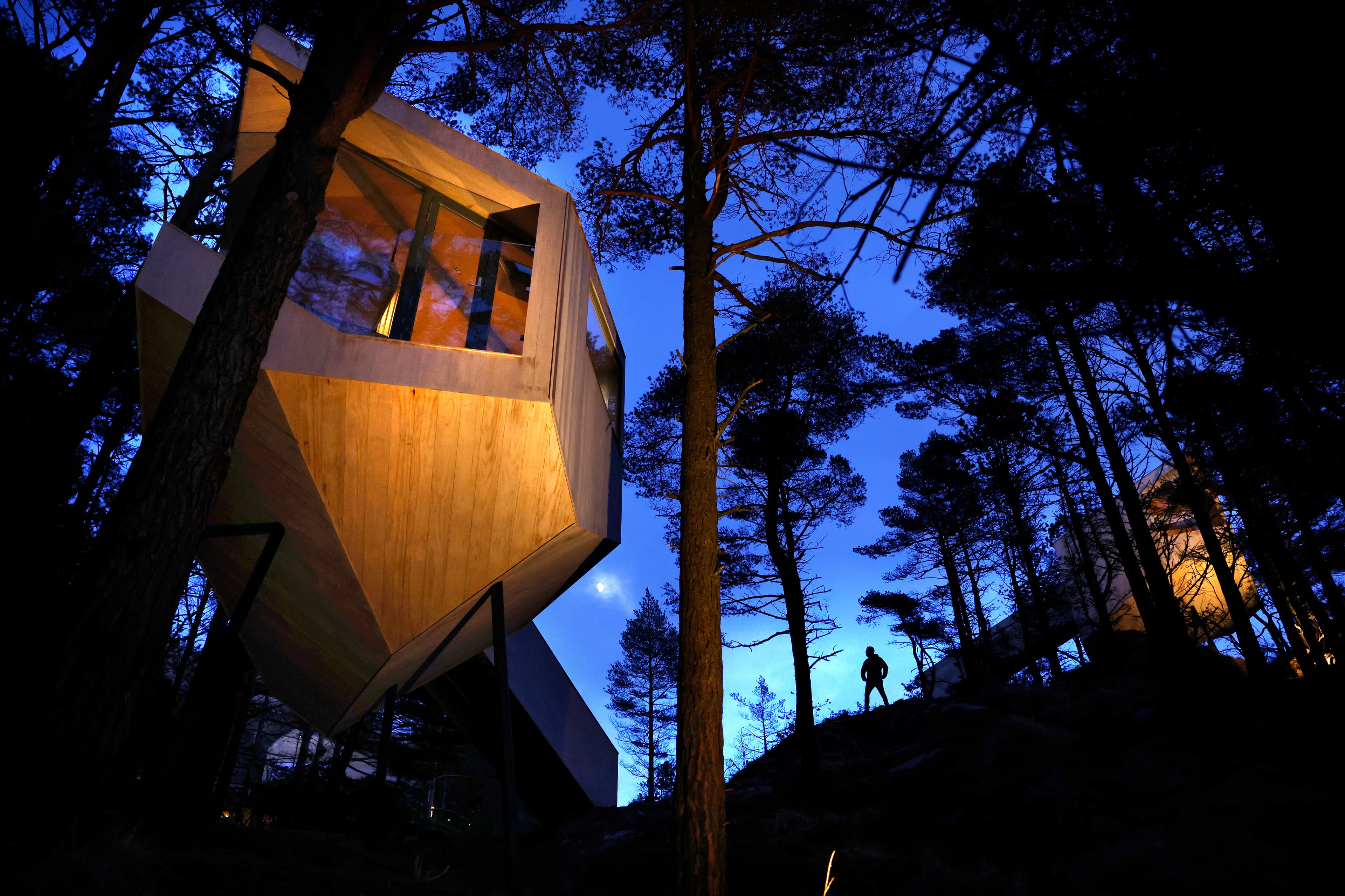 To tretopphytter i skogen i skumringen.