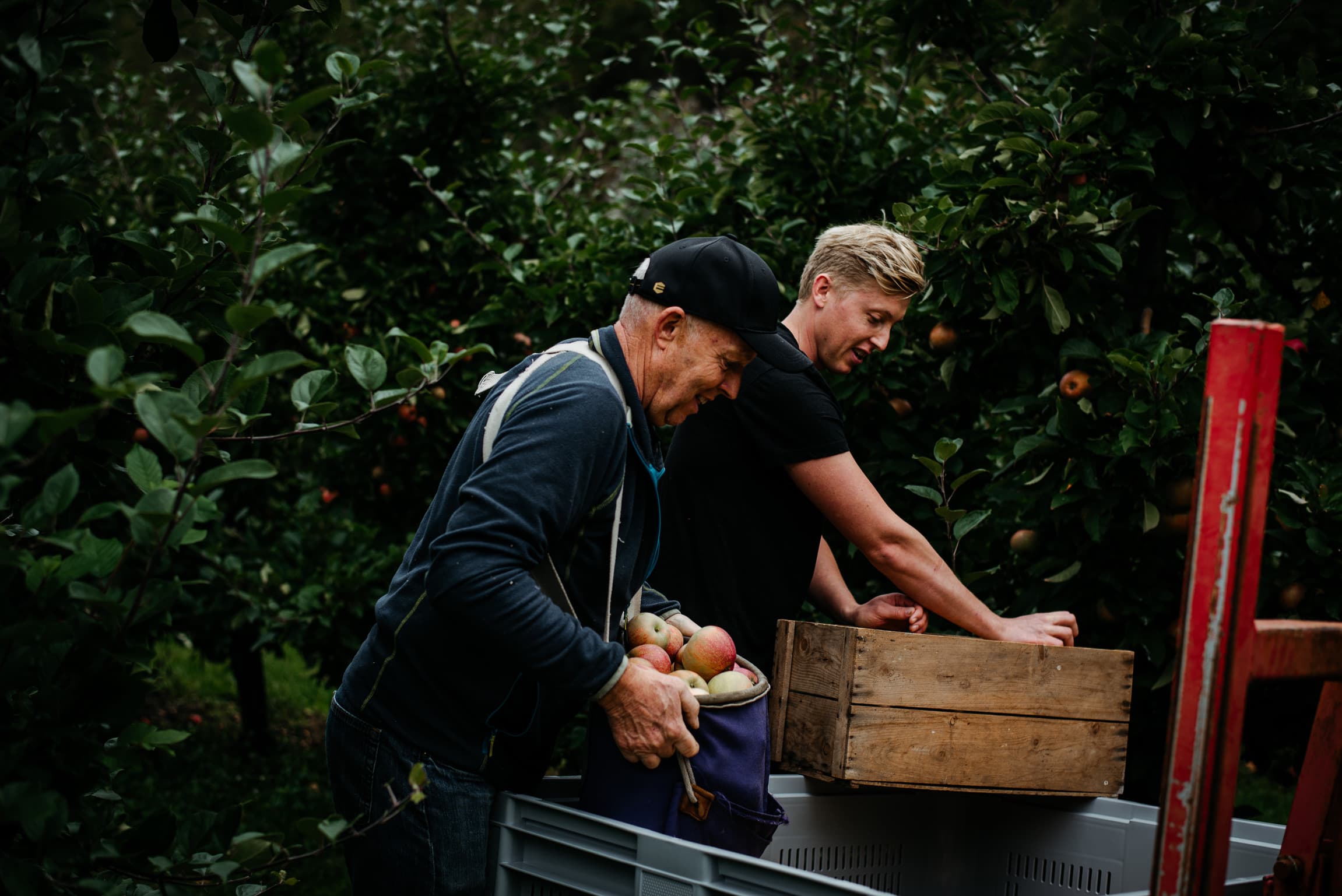 To personer som plukker røder epler.