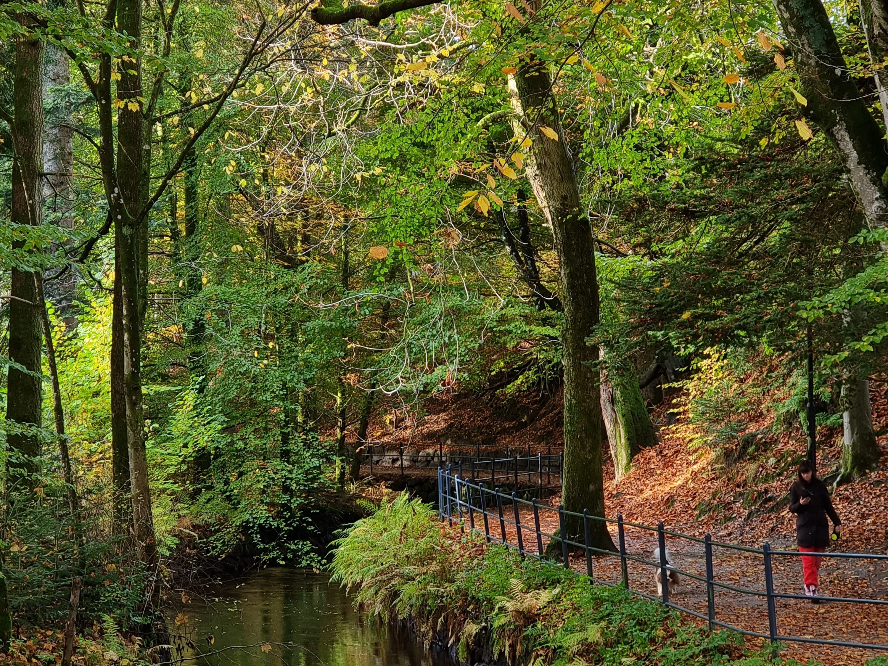 Høstfarger i Sandvedparken. Gyllent løv og siste rest av grønt fra trærne.