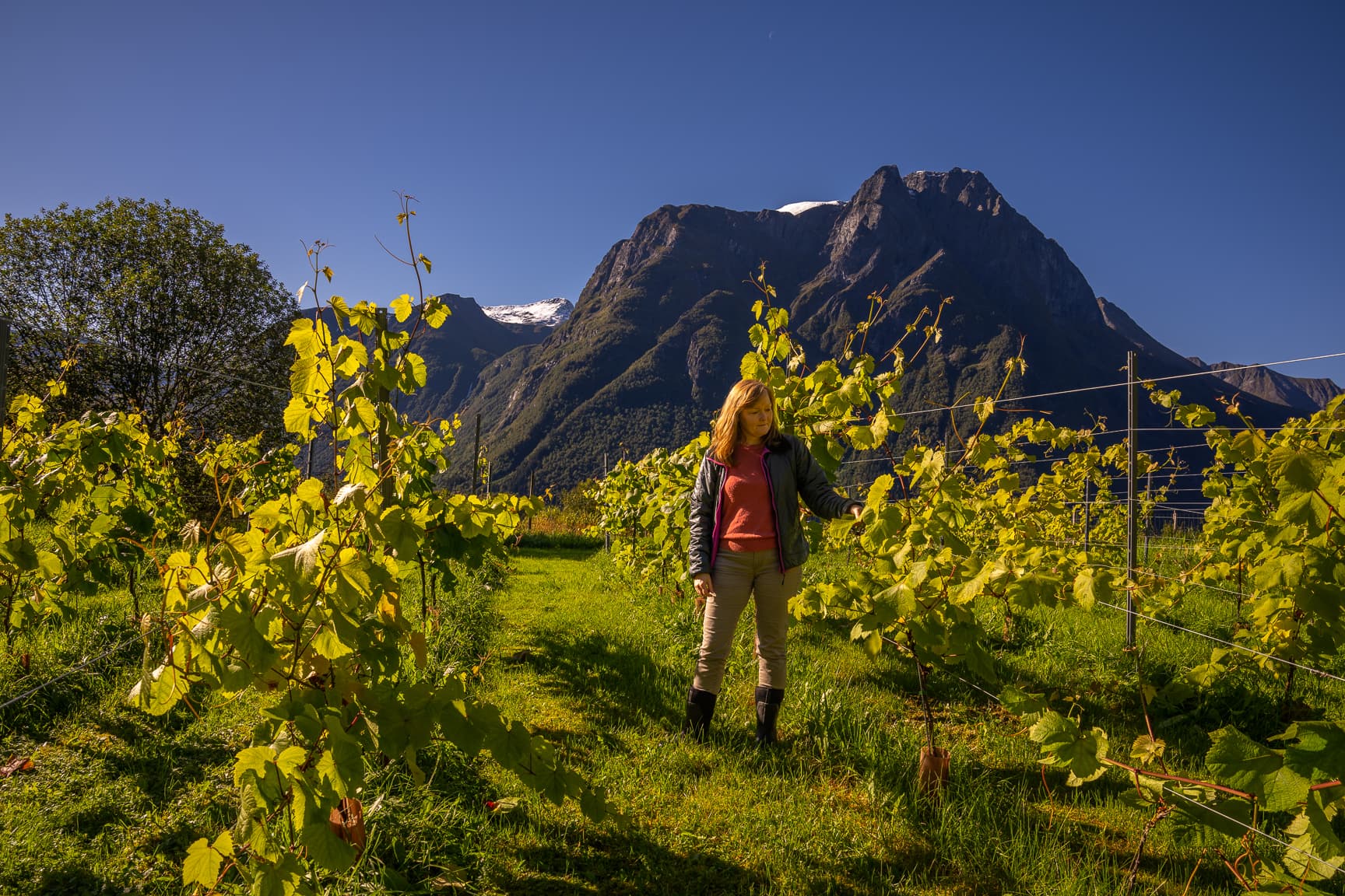 Vinbonden blant vinranker i Hjørundfjorden