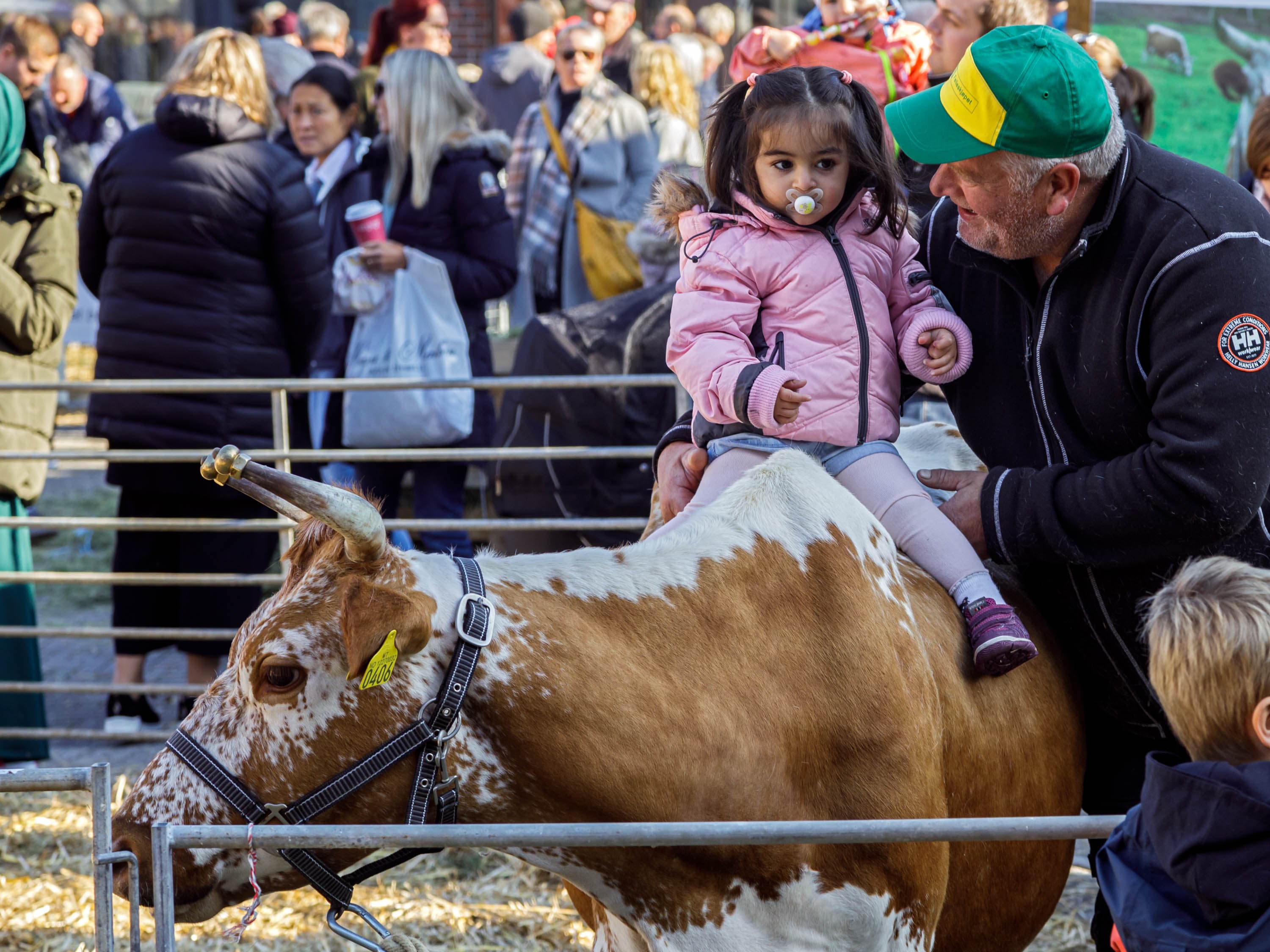 Barn sitter på ryggen til en okse mens mann med grønn caps holder barnet fast. Høstmarken i Egersund