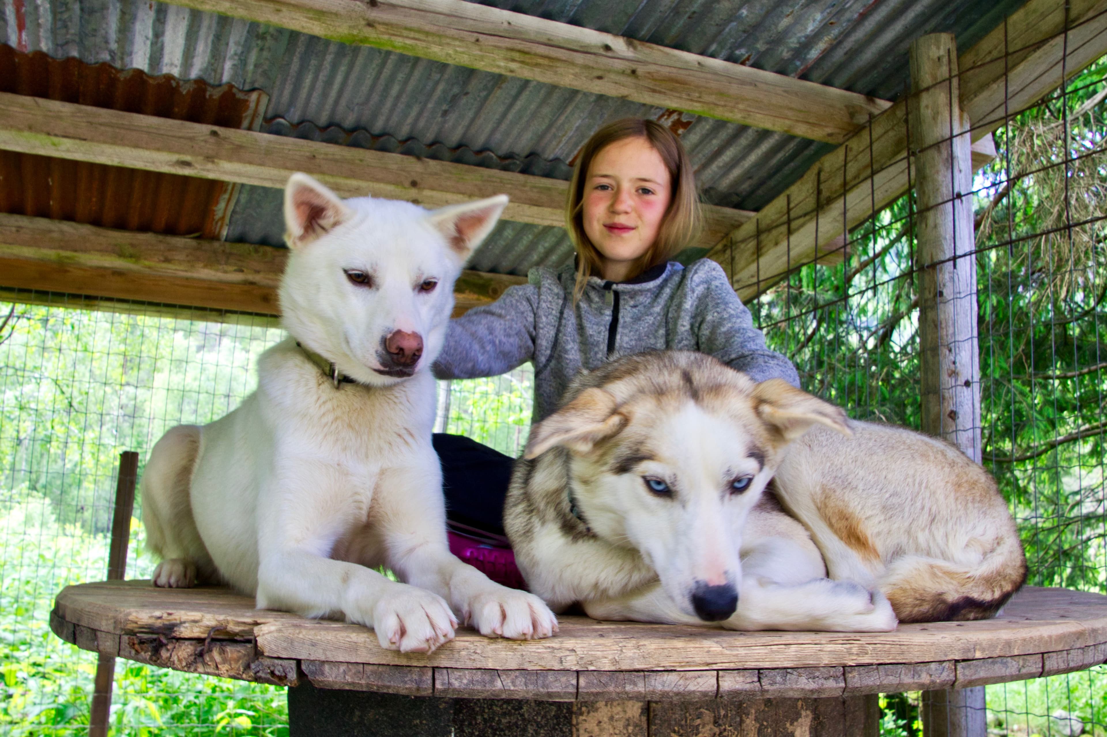 EN jente med to hunder hos Sirdal Huskyfarm