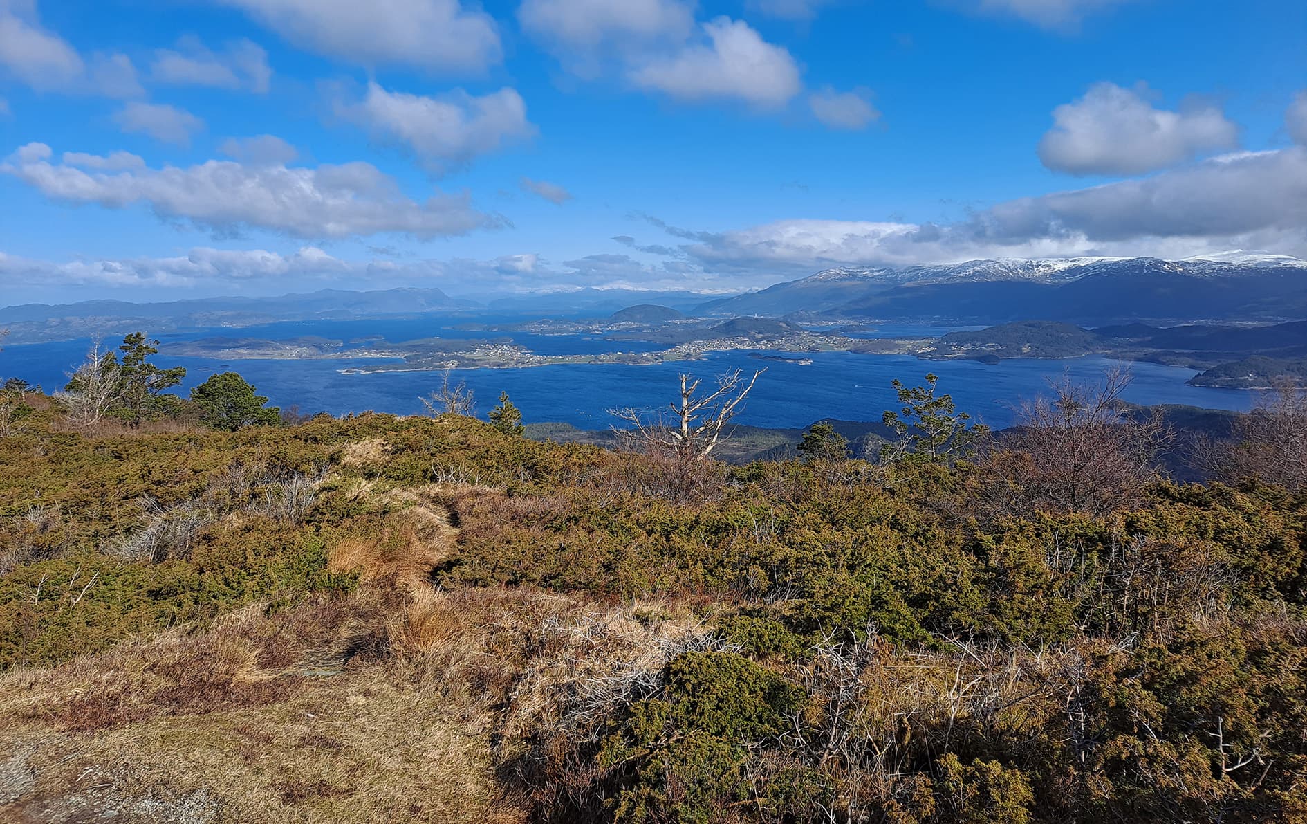 Blå himmel, blå fjord, snødekte fjelltoppar, brake, furutre.