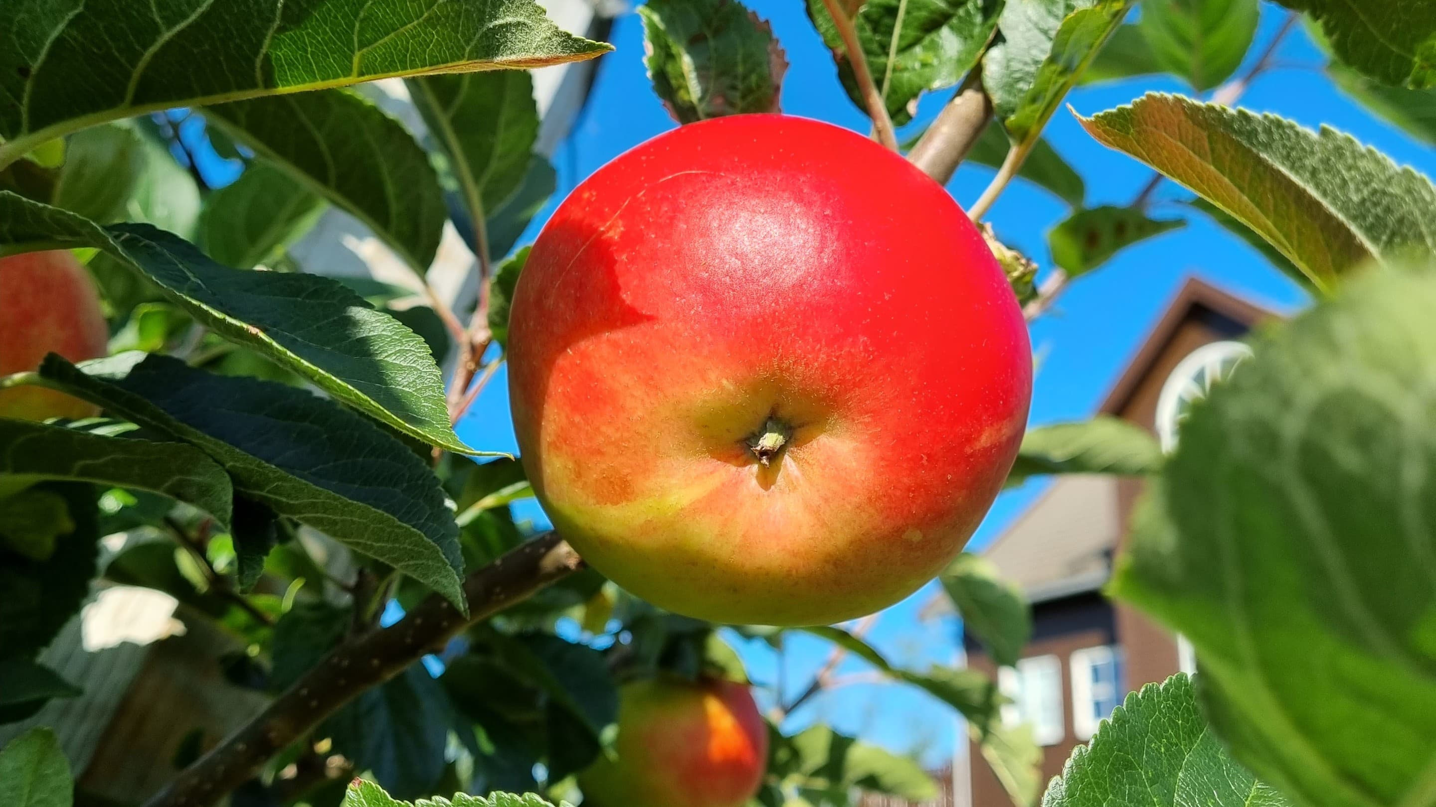 apples, cider, fruit juice, farm outlet, apple farm, gårdsbutikk,