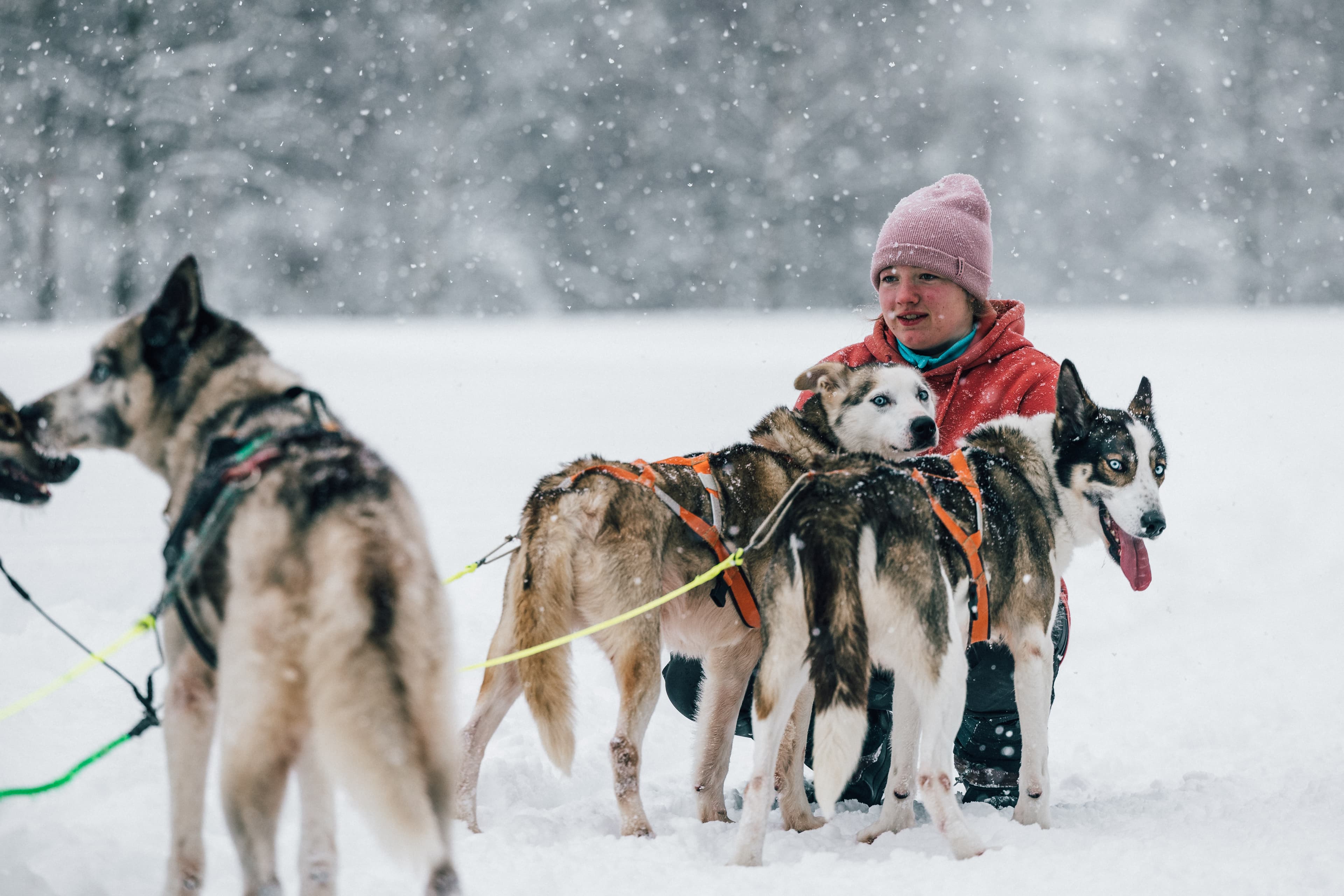 Girl petting two of three husky dogs in the snow at Sirdal Huskyfarm