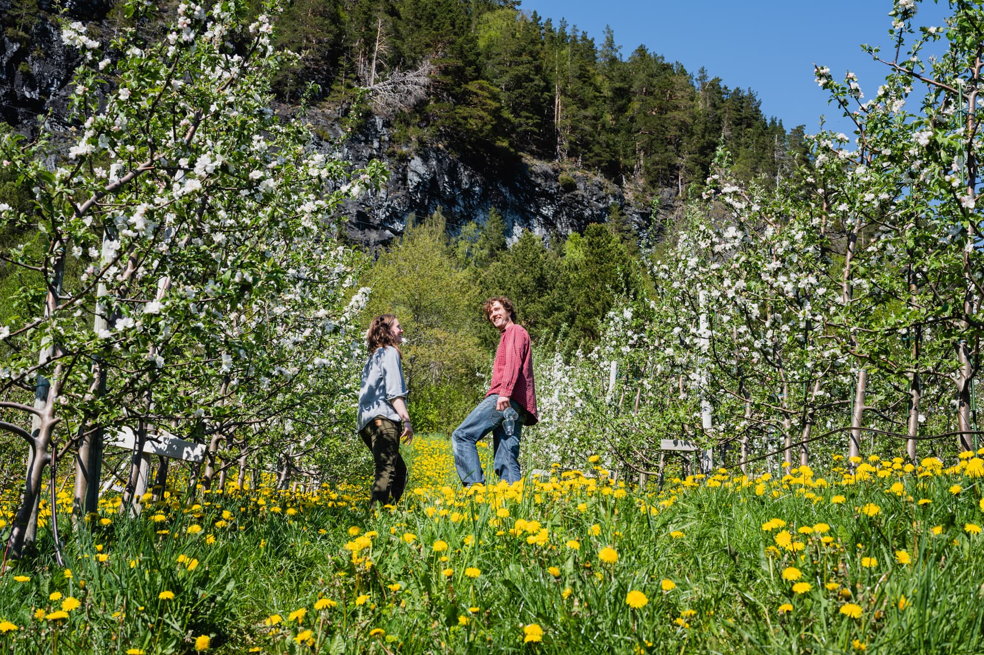 Elida og Peje står mellom blomstrende frukttrær hos Lingebakken