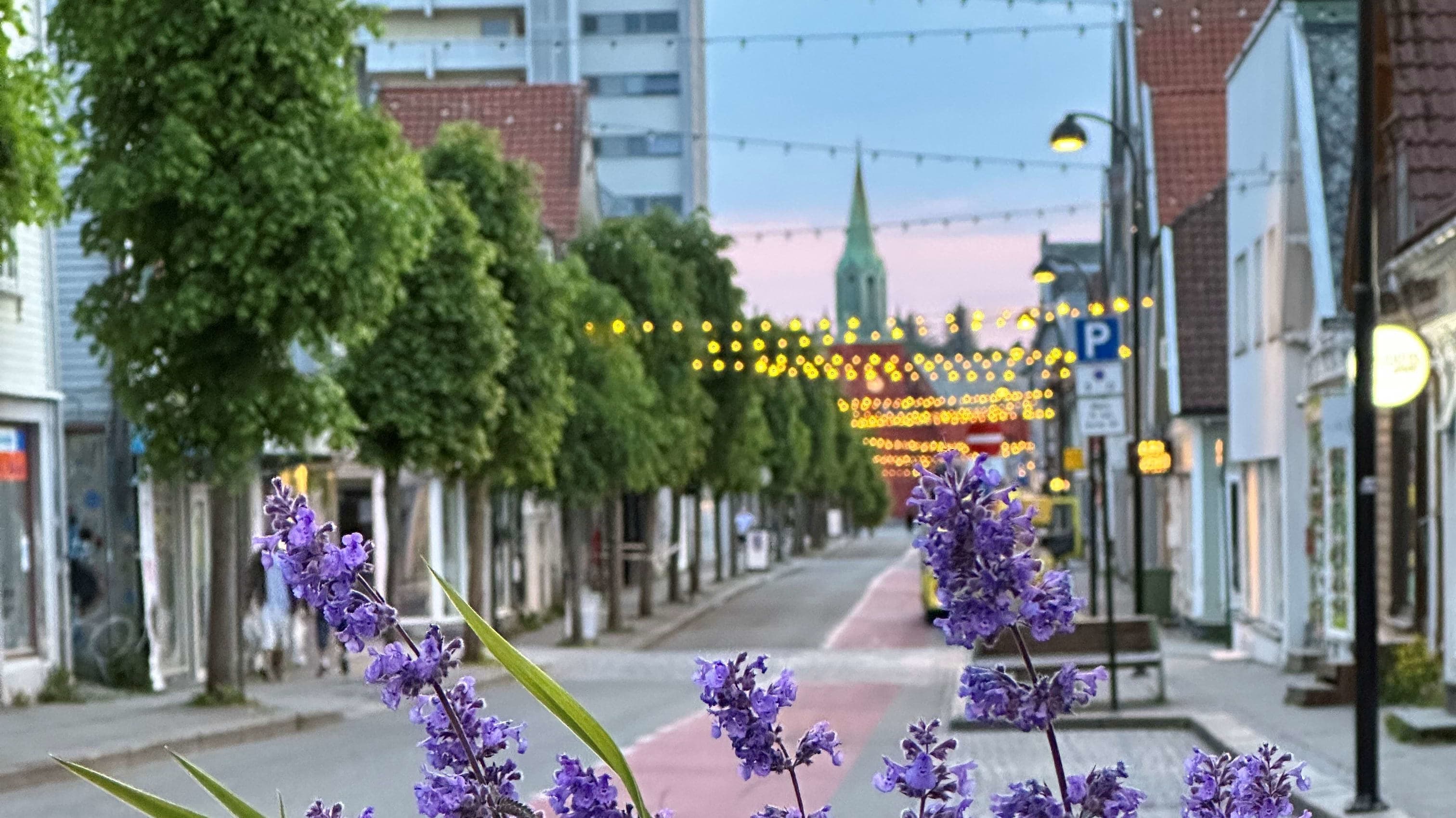 Blue summer flowers in the forefront of the photo, and the foodie street Pedersgata behind with wooden buildings/houses and a church in the distance