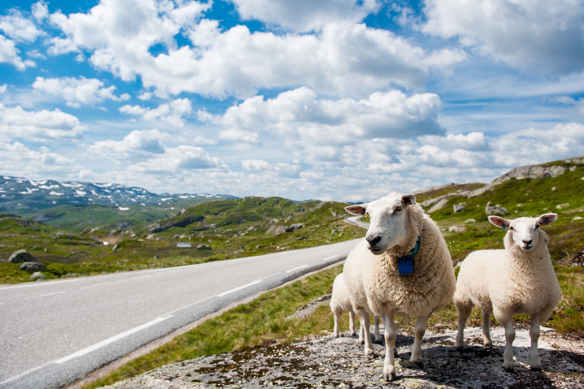 Three sheep along the road with. The road is surrounded by green felds and mountains and the sky is blue dotted with clouds.