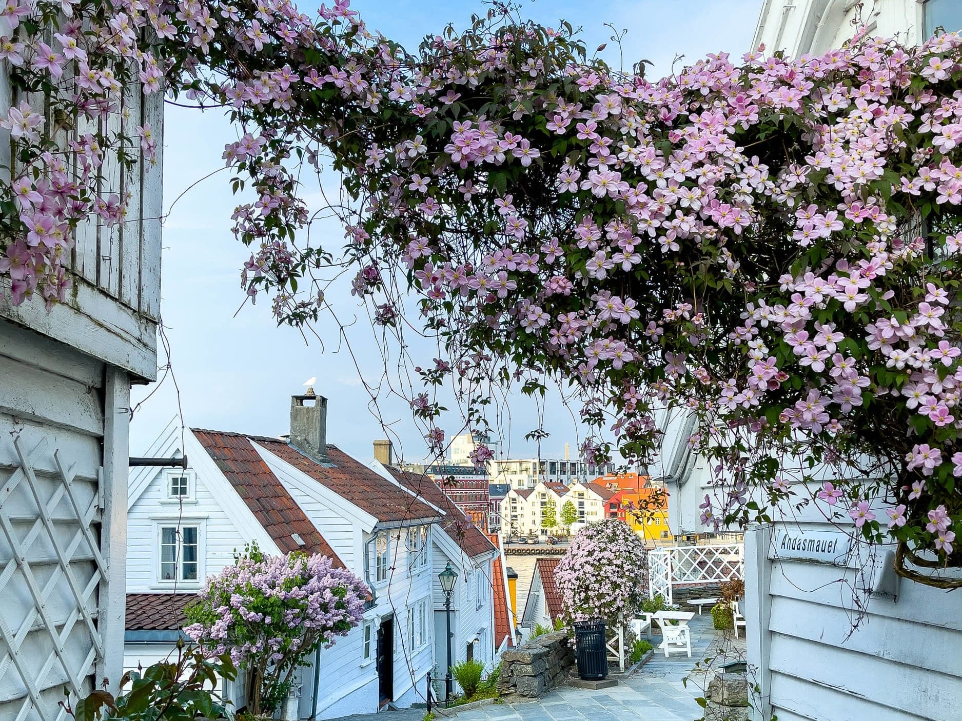 Old Stavanger, white wooden houses and flowers on cobblestone streets