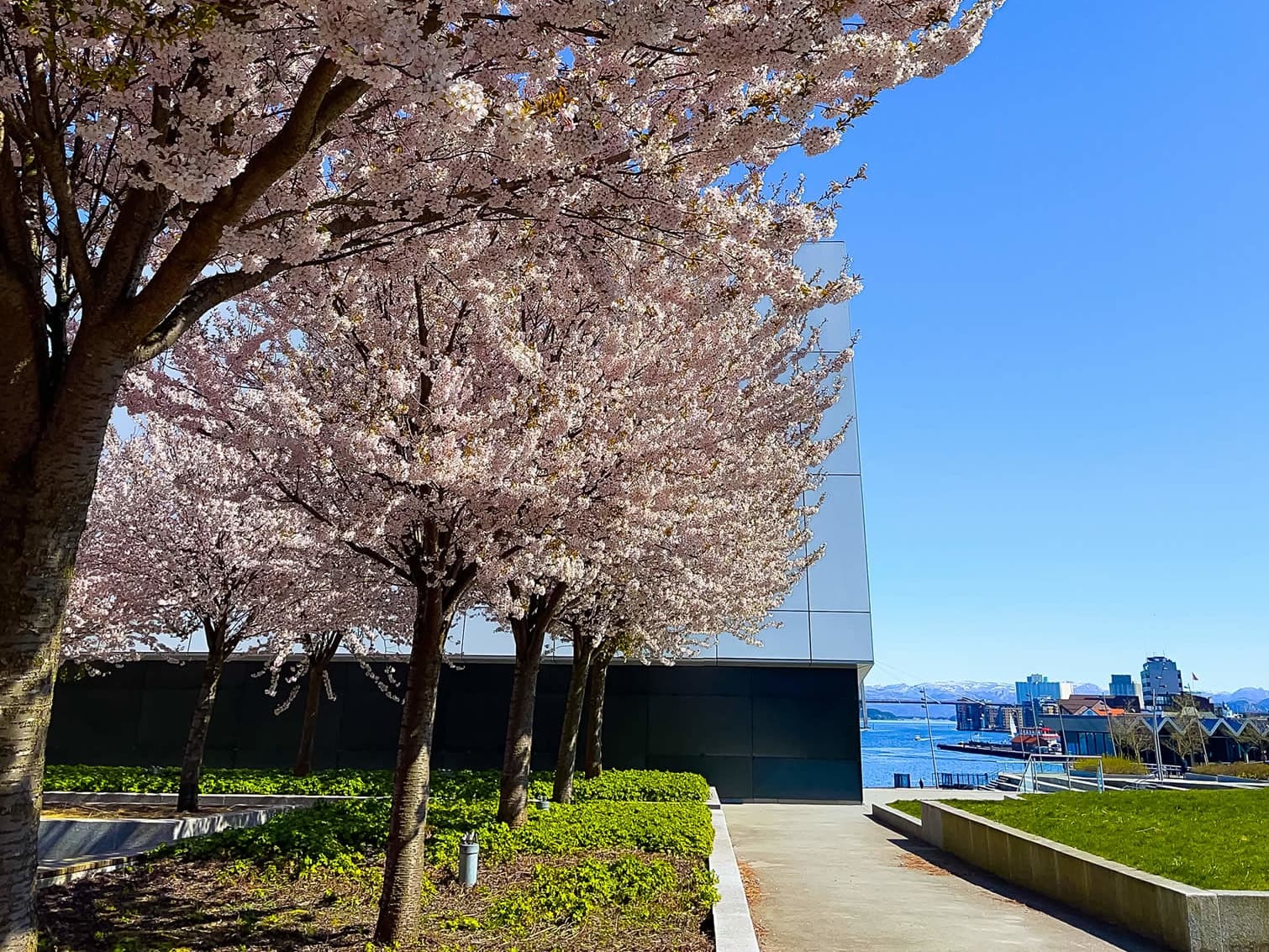 Old Stavanger, white wooden houses and flowers on cobblestone streets