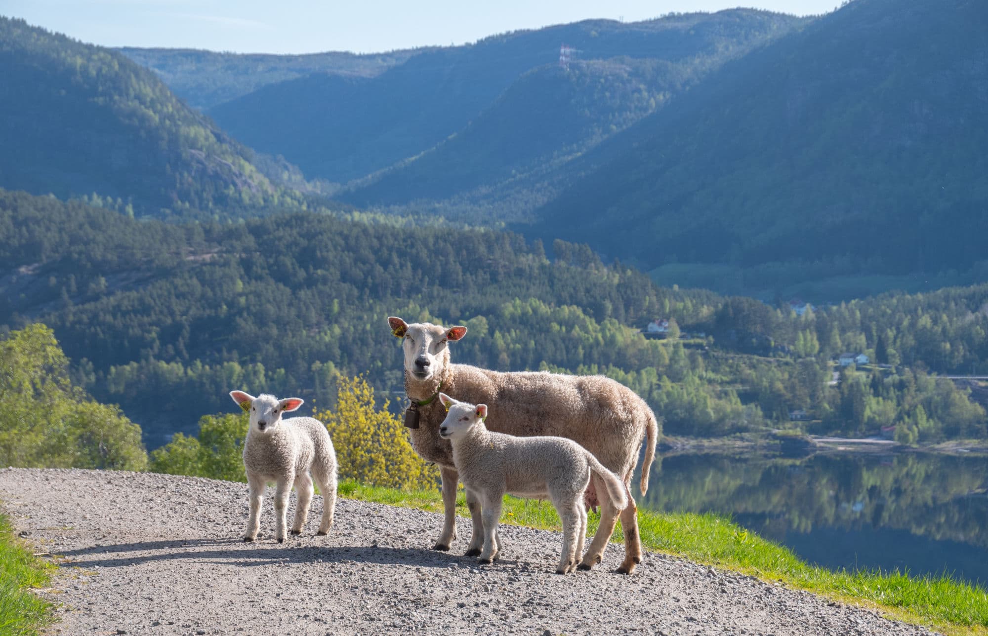 En sau med to lam står på grusvei med dal, fjell og fjord i bakgrunnen
