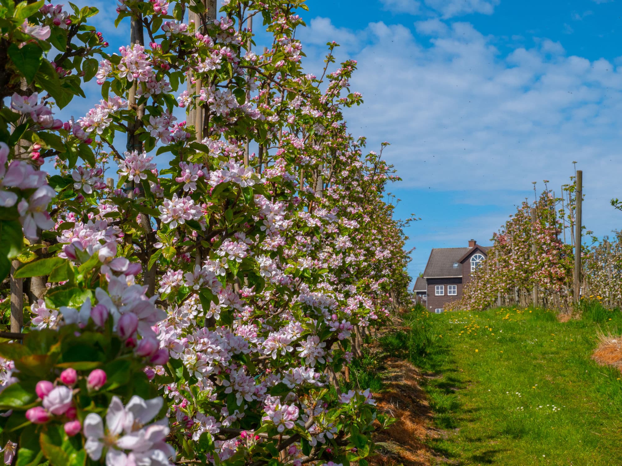 Apple trees in bloom at the Sandalen Gård