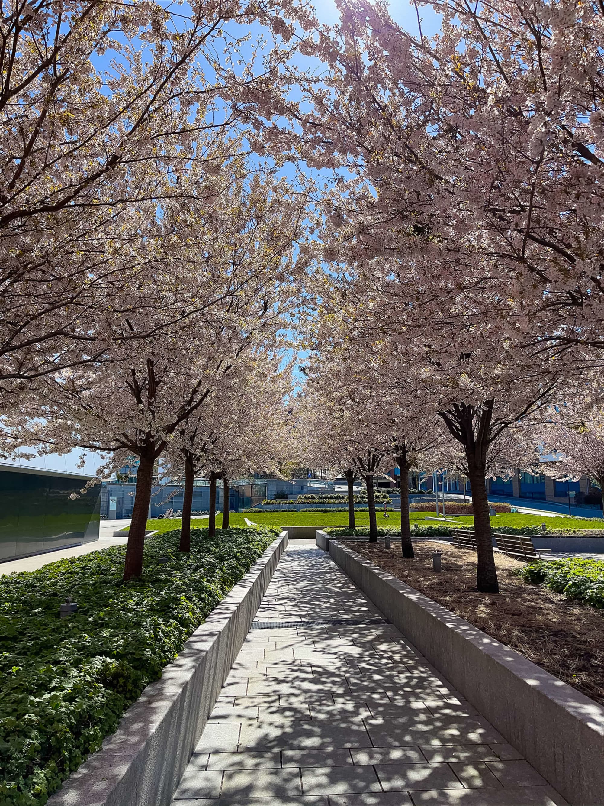 Cherry blossoms at the stavanger concert hall sakura