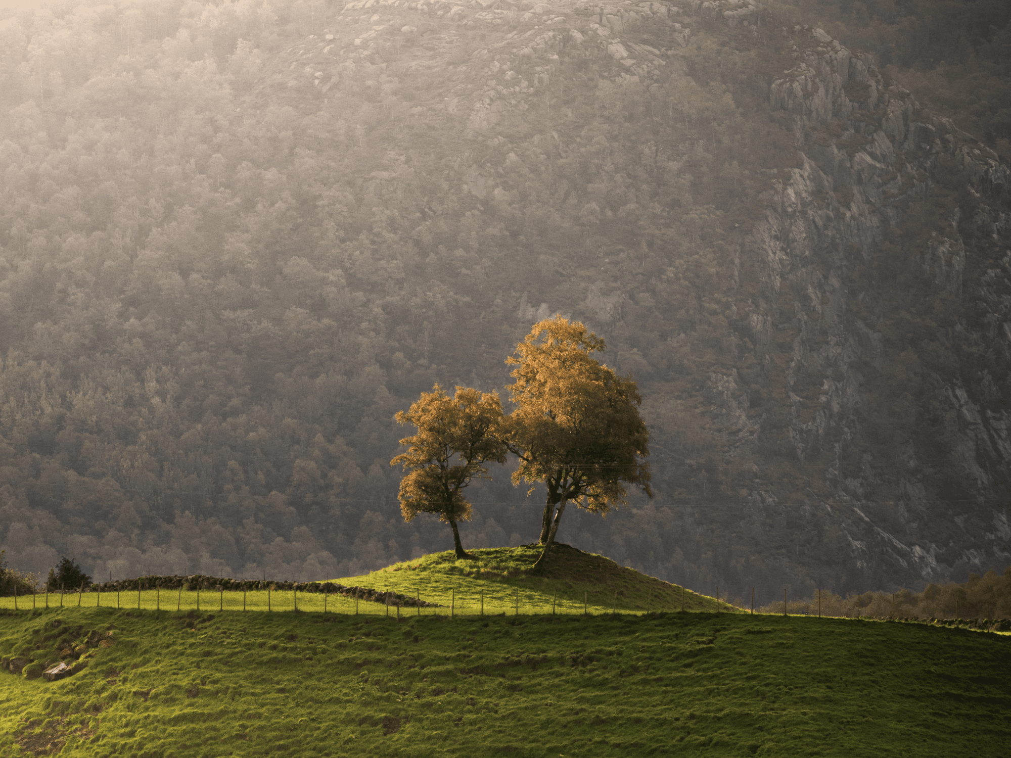 autumn colours, a tree in orange leaves, contrasted with the mountains behind and still green grass in front, with a light mist in the air
