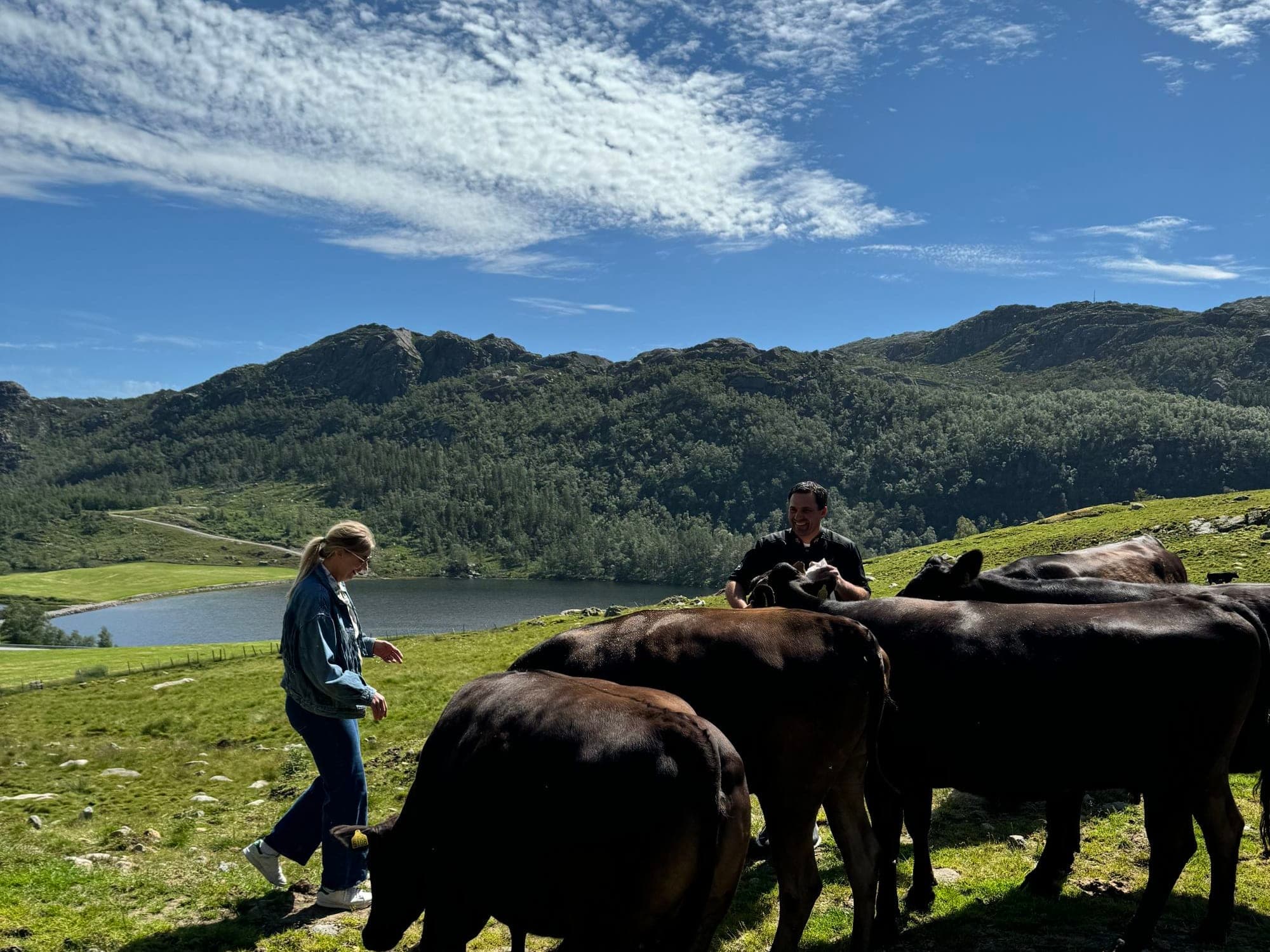 Waguy-kyr hos Røysland Gård