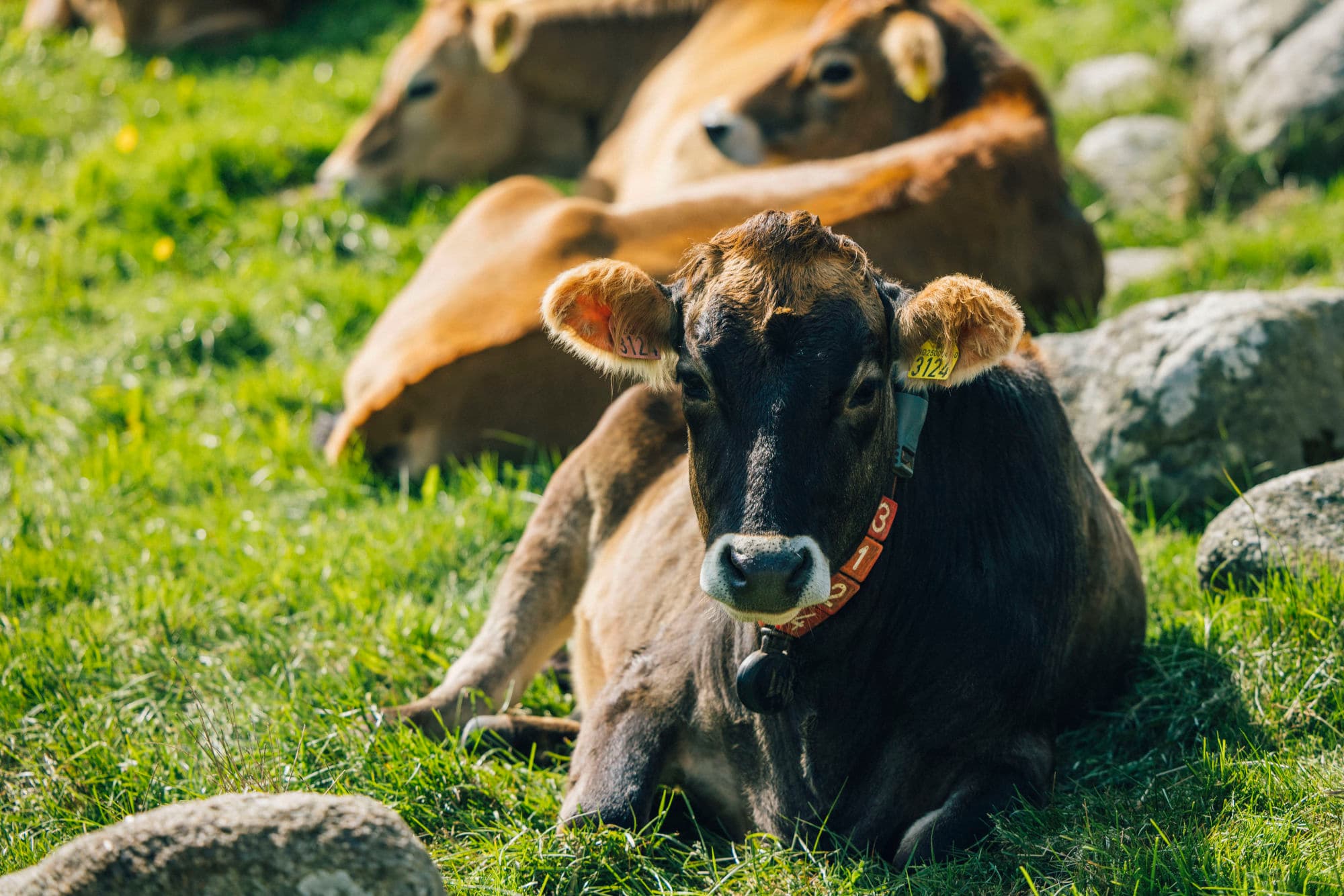 Cows at Jæren