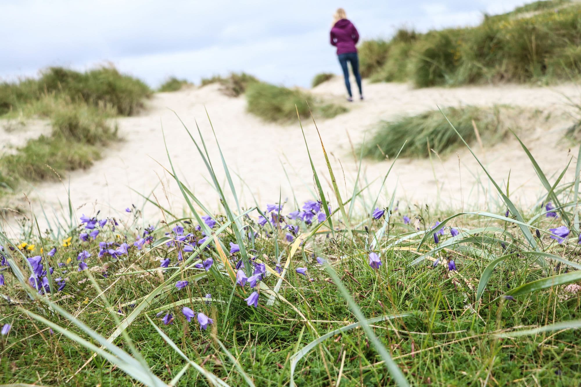 Vegetasjon på strand